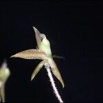 Epidendrum microphyllum Květ