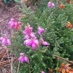Erica ciliaris花