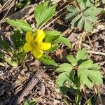 Ranunculus fascicularis Lorea