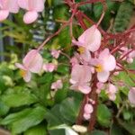 Begonia erythrophylla Blomma