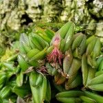 Epidendrum schlechterianum Kvet