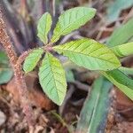 Cleome gynandra Leaf