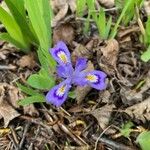 Iris lacustris Květ