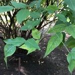 Heteromorpha arborescens Leaf