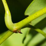 Caesalpinia crista 樹皮