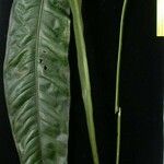 Anthurium spathiphyllum পাতা