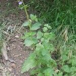 Phacelia viscida Celota