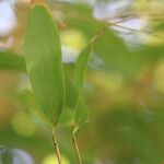 Phyllostachys sulphurea Hoja