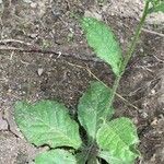 Nicotiana longiflora Leaf