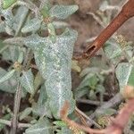 Atriplex laciniata Leaf