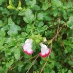 Salvia microphylla Kukka