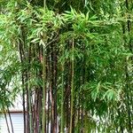 Phyllostachys nigra Casca