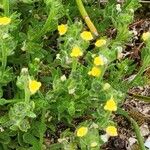 Linaria arenaria Fleur