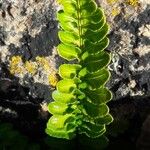 Asplenium marinum Leaf