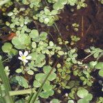 Ranunculus omiophyllus Flower