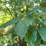 Cornus masFolha