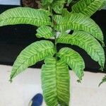 Coniogramme emeiensis Hoja