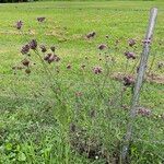 Verbena incompta Celota