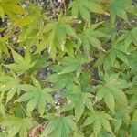 Acer palmatumFeuille