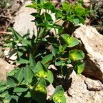 Euphorbia duvalii 叶