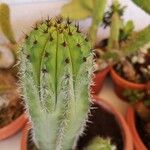 Echinocereus viridiflorus Leaf