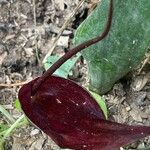 Typhonium blumei Flower