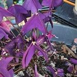 Oxalis triangularis Blüte