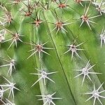 Pachycereus pecten-aboriginum Hoja