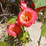 Stictocardia tiliifolia Cvet