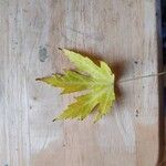 Acer saccharinumLeaf