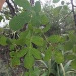 Commiphora mollis Folha