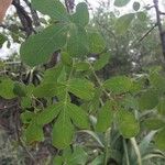 Commiphora mollis Blatt