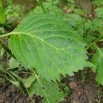 Hydrangea macrophyllaЛист