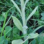 Tephroseris longifolia Leaf