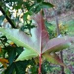 Acer oliverianum Leaf