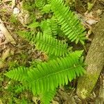 Polystichum acrostichoidesLeaf