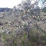 Byrsonima crassifolia Autre