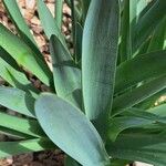 Pancratium illyricum Foglia