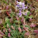 Limonium dodartii عادت داشتن