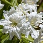 Rhododendron glanduliferum Flor