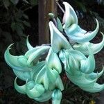 Strongylodon macrobotrys Flor