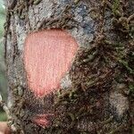 Guioa glauca Corteza