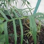 Philodendron pedatum Лист