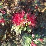 Calliandra eriophylla Žiedas