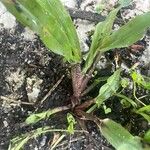 Paspalum fimbriatum Кора