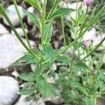 Epilobium lanceolatum Leaf