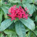 Ixora coccineaКвітка