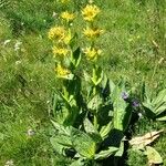 Gentiana lutea Habitus