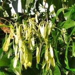 Fraxinus griffithii Flower