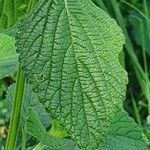 Leucas urticifolia Leaf